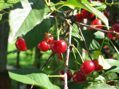 Loeren bij de Boeren