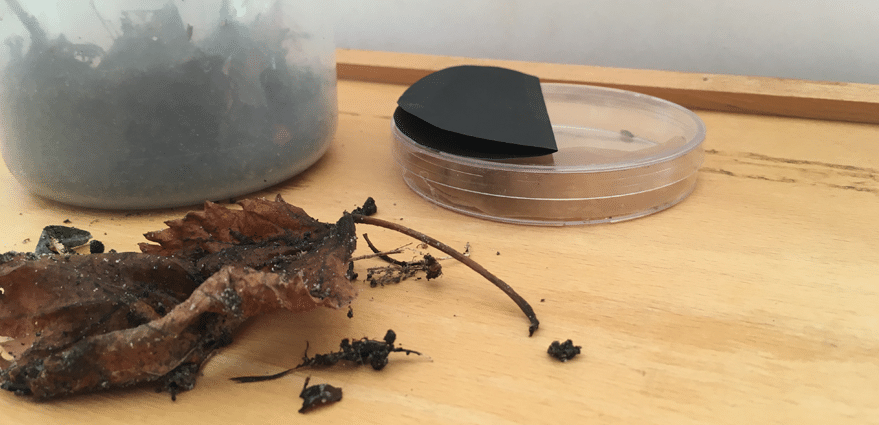 Dierengedrag onderzoeken