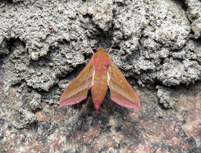 Nachtvlinders zoeken