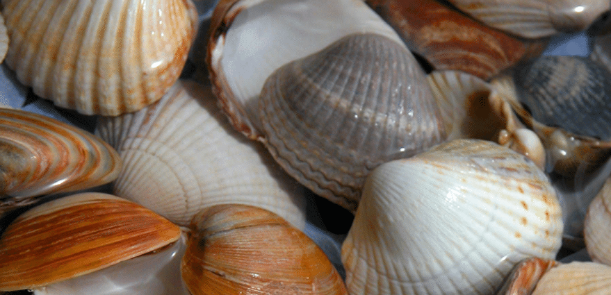 Schelpen en zuur
