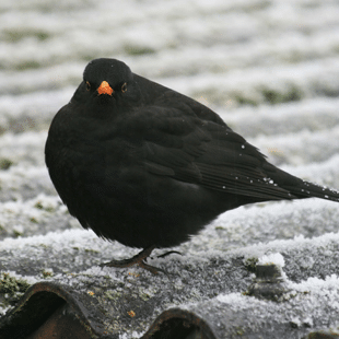 Vogels tellen op school